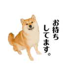 柴犬 こさめ2（個別スタンプ：1）