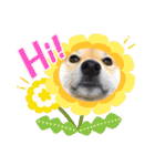 柴犬 こさめ2（個別スタンプ：2）