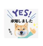 柴犬 こさめ2（個別スタンプ：3）