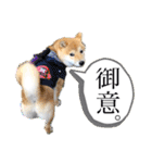 柴犬 こさめ2（個別スタンプ：4）