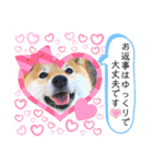 柴犬 こさめ2（個別スタンプ：5）