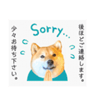 柴犬 こさめ2（個別スタンプ：6）