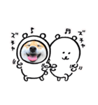 柴犬 こさめ2（個別スタンプ：7）