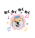 柴犬 こさめ2（個別スタンプ：8）