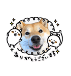 柴犬 こさめ2（個別スタンプ：9）