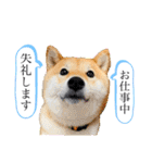 柴犬 こさめ2（個別スタンプ：12）