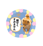 柴犬 こさめ2（個別スタンプ：13）