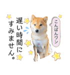柴犬 こさめ2（個別スタンプ：14）