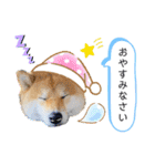 柴犬 こさめ2（個別スタンプ：16）