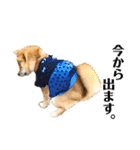 柴犬 こさめ2（個別スタンプ：17）