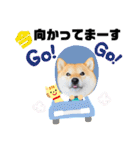 柴犬 こさめ2（個別スタンプ：18）