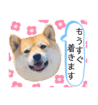 柴犬 こさめ2（個別スタンプ：19）