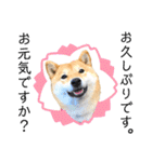 柴犬 こさめ2（個別スタンプ：20）