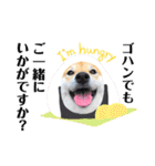 柴犬 こさめ2（個別スタンプ：21）