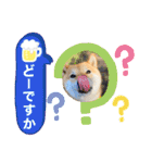 柴犬 こさめ2（個別スタンプ：22）