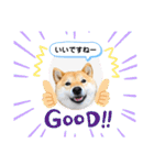 柴犬 こさめ2（個別スタンプ：23）