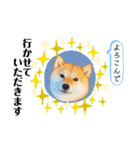柴犬 こさめ2（個別スタンプ：24）
