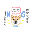 柴犬 こさめ2（個別スタンプ：25）