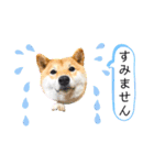 柴犬 こさめ2（個別スタンプ：26）