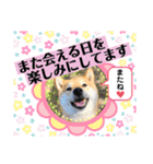 柴犬 こさめ2（個別スタンプ：28）