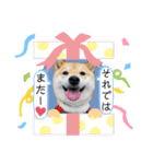 柴犬 こさめ2（個別スタンプ：29）