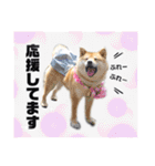 柴犬 こさめ2（個別スタンプ：30）