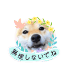 柴犬 こさめ2（個別スタンプ：31）