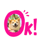 柴犬 こさめ2（個別スタンプ：34）