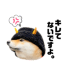柴犬 こさめ2（個別スタンプ：36）