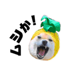 柴犬 こさめ2（個別スタンプ：37）