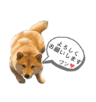 柴犬 こさめ2（個別スタンプ：38）