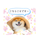 柴犬 こさめ2（個別スタンプ：39）