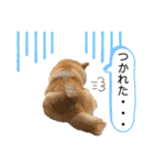 柴犬 こさめ2（個別スタンプ：40）