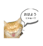 野良猫かわいいスタンプ（個別スタンプ：1）