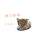 野良猫かわいいスタンプ（個別スタンプ：2）