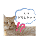 野良猫かわいいスタンプ（個別スタンプ：3）