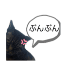 野良猫かわいいスタンプ（個別スタンプ：4）
