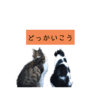 野良猫かわいいスタンプ（個別スタンプ：6）