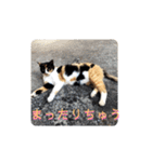 野良猫かわいいスタンプ（個別スタンプ：7）