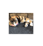 野良猫かわいいスタンプ（個別スタンプ：12）
