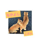 野良猫かわいいスタンプ（個別スタンプ：13）