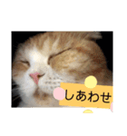 野良猫かわいいスタンプ（個別スタンプ：14）