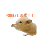 キンクマのゆばちゃん（個別スタンプ：1）