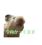 キンクマのゆばちゃん（個別スタンプ：2）