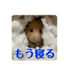キンクマのゆばちゃん（個別スタンプ：6）