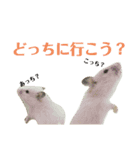 キンクマのゆばちゃん（個別スタンプ：9）