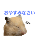 キンクマのゆばちゃん（個別スタンプ：13）