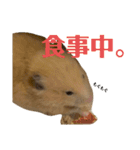 キンクマのゆばちゃん（個別スタンプ：15）