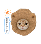 チンチラ猫マロンの毎日スタンプ（個別スタンプ：1）