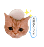 チンチラ猫マロンの毎日スタンプ（個別スタンプ：2）